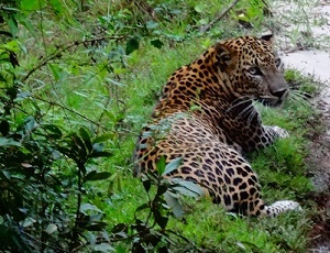 Sri Lanka Leopard 2